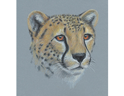 Cheetah Portrait Head
