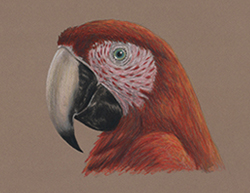 Scarlet Macaw Portrait Head Special Drawing
