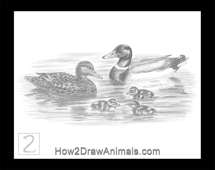 Mallard Duck Family Special Mallard Duck Family Drawing Pencil