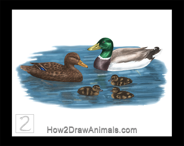 Mallard Duck Family Special Mallard Duck Family Drawing Color