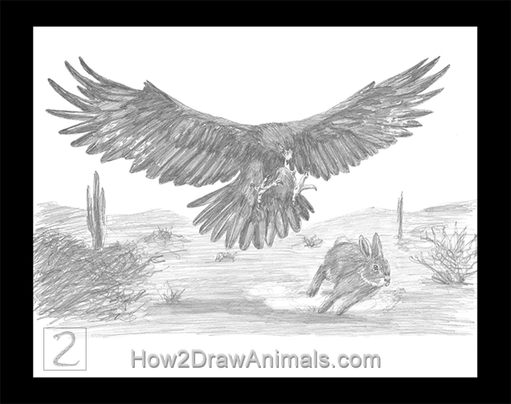 Golden Eagle Hunting Rabbit Special Golden Eagle Hunting Rabbit Drawing Pencil