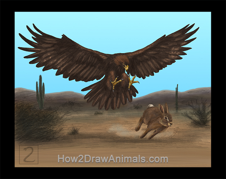 Golden Eagle Hunting Rabbit Special Golden Eagle Hunting Rabbit Drawing Color