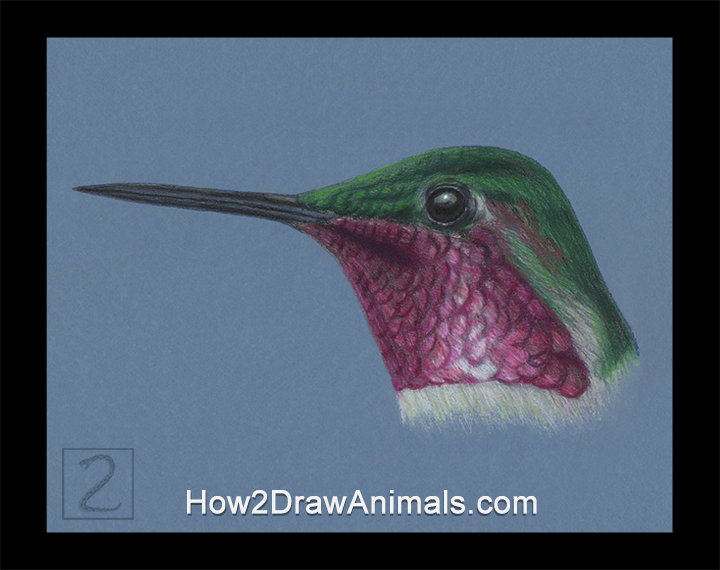 Hummingbird Hummingbird Ruby-throated Anna's Portrait Drawing