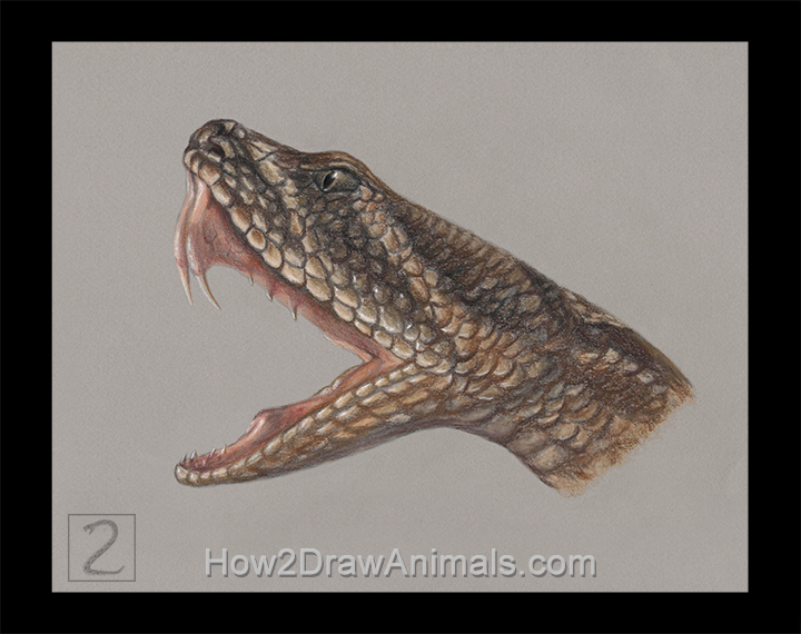 Special Rattlesnake Portrait Drawing