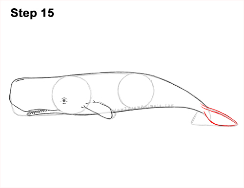Draw a Sperm Whale 15 How to Draw a Sperm Whale Side 15