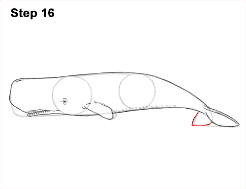 Draw a Sperm Whale 16 How to Draw a Sperm Whale Side 16