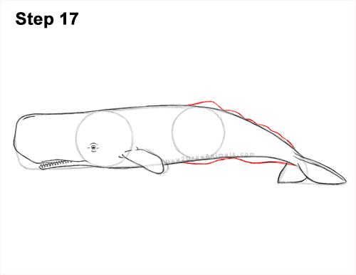 Draw a Sperm Whale 17 How to Draw a Sperm Whale Side 17