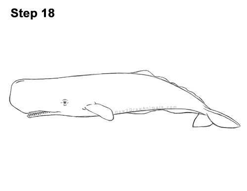Draw a Sperm Whale 18 How to Draw a Sperm Whale Side 18