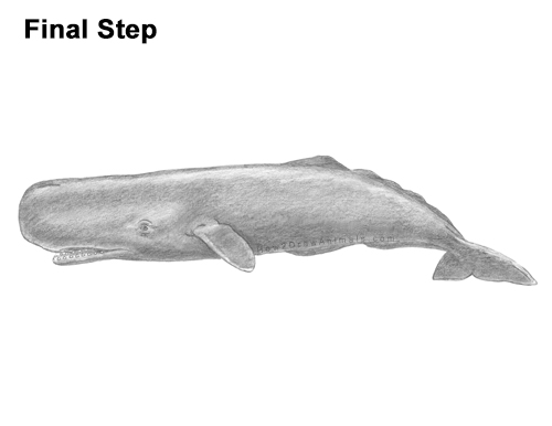 Draw a Sperm Whale How to Draw a Sperm Whale Side