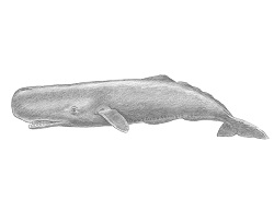 How to Draw a Sperm Whale Side