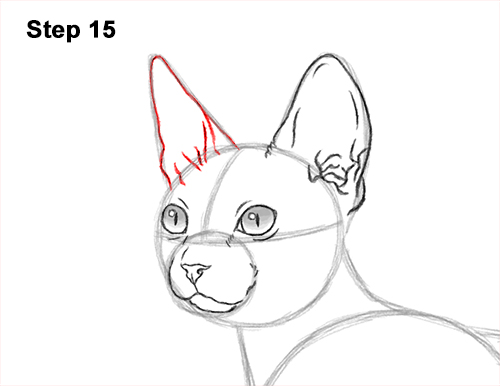 Draw a Sphynx Cat Side 15 How to Draw a Sphynx Hairless Cat 15