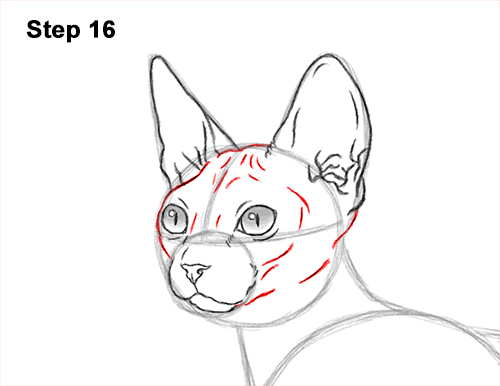 Draw a Sphynx Cat Side 16 How to Draw a Sphynx Hairless Cat 16