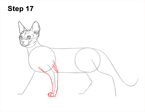 Draw a Sphynx Cat Side 17 How to Draw a Sphynx Hairless Cat 17
