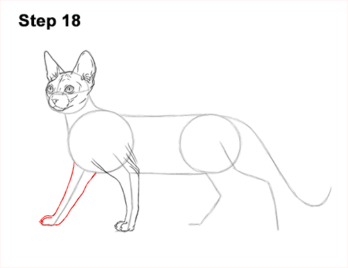Draw a Sphynx Cat Side 18 How to Draw a Sphynx Hairless Cat 18