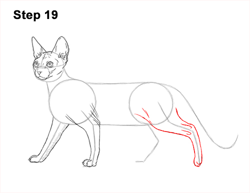 Draw a Sphynx Cat Side 19 How to Draw a Sphynx Hairless Cat 19