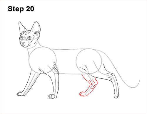 Draw a Sphynx Cat Side 20 How to Draw a Sphynx Hairless Cat 20