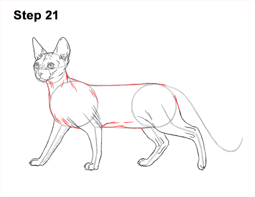 Draw a Sphynx Cat Side 21 How to Draw a Sphynx Hairless Cat 21