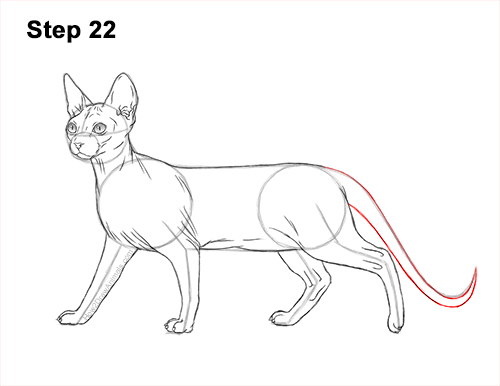 Draw a Sphynx Cat Side 22 How to Draw a Sphynx Hairless Cat 22