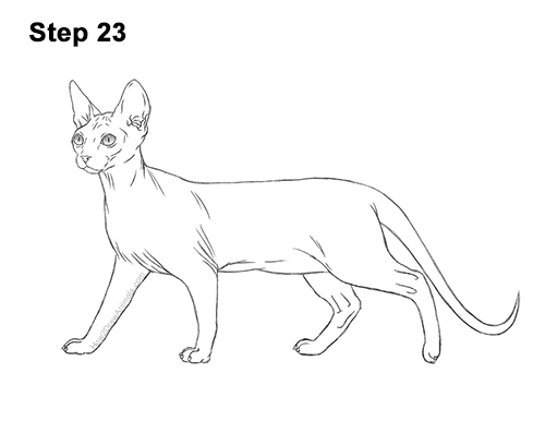 Draw a Sphynx Cat Side 23 How to Draw a Sphynx Hairless Cat 23