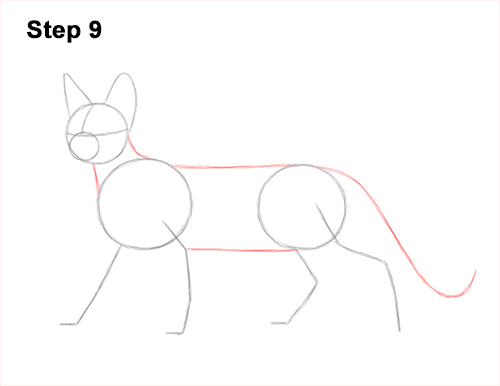 How to Draw a Sphynx Hairless Cat 9