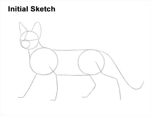 How to Draw a Sphynx Hairless Cat Guides Lines
