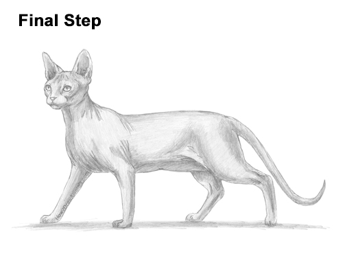 Draw a Sphynx Cat Side How to Draw a Sphynx Hairless Cat