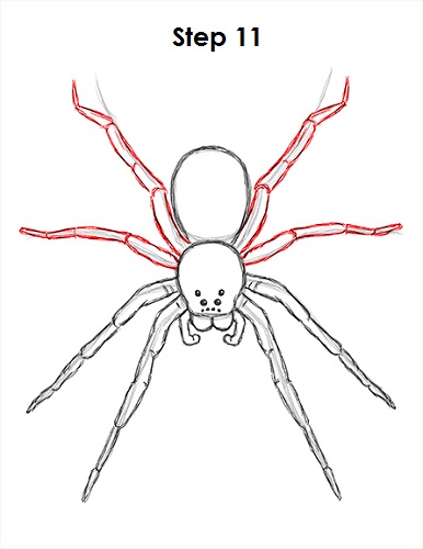 Draw Spider 11