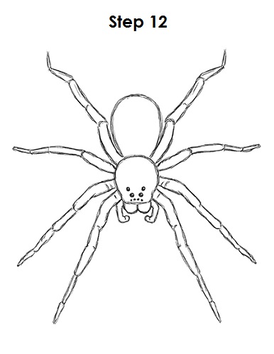 Draw Spider 12