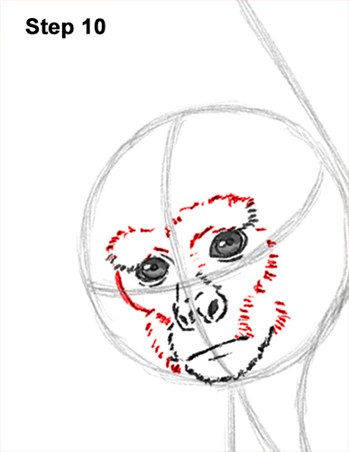Spider Monkey Drawing 10 Draw Spider Monkey 10