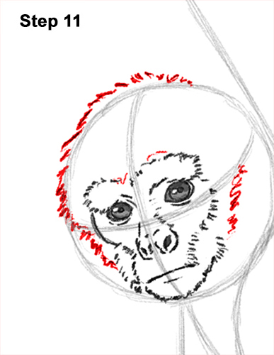 Spider Monkey Drawing 11 Draw Spider Monkey 11