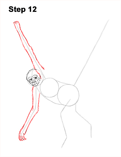 Spider Monkey Drawing 12 Draw Spider Monkey 12