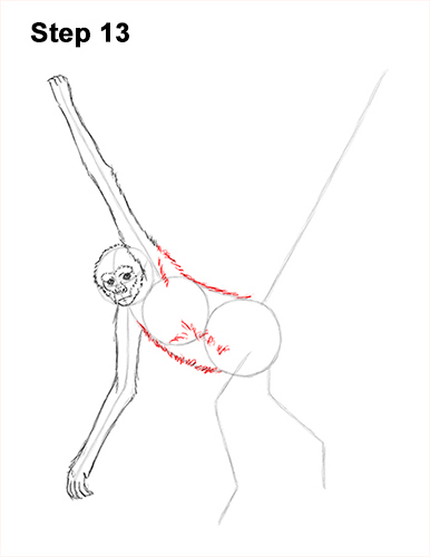 Spider Monkey Drawing 13 Draw Spider Monkey 13
