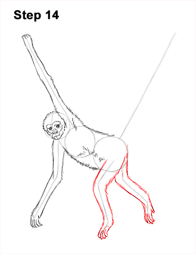 Spider Monkey Drawing 14 Draw Spider Monkey 14