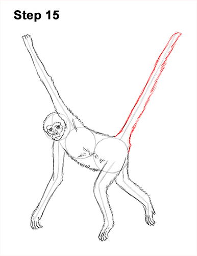 Spider Monkey Drawing 15 Draw Spider Monkey 15