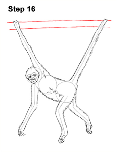 Spider Monkey Drawing 16 Draw Spider Monkey 16