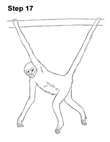 Spider Monkey Drawing 17 Draw Spider Monkey 17