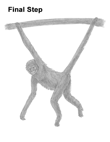 Spider Monkey Drawing Last Draw Spider Monkey Last