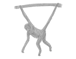 How to Draw a Spider Monkey