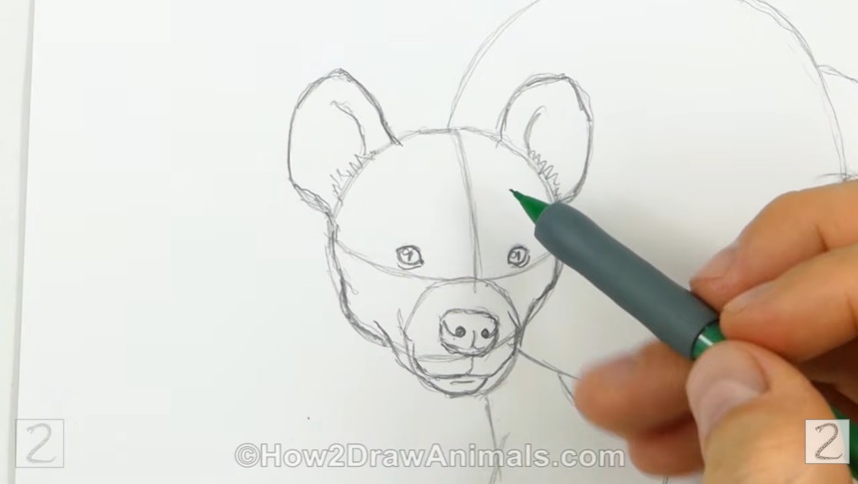 Draw the Facial Features Draw the Facial Features