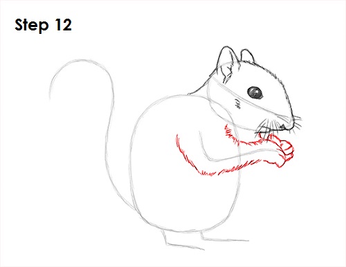 Draw Squirrel 12