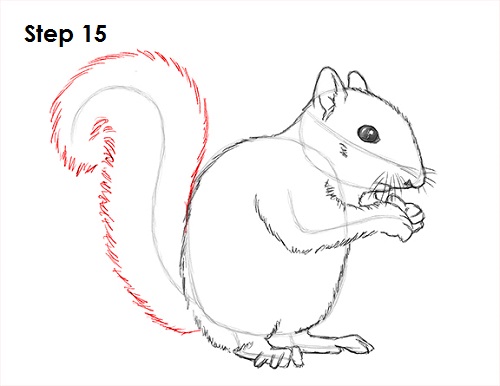 Draw Squirrel 15