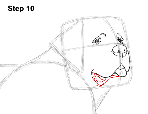 St. Bernard Dog Drawing 10 Draw St. Bernard Dog 10