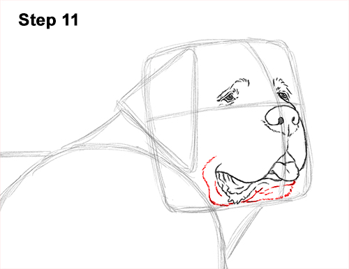 St. Bernard Dog Drawing 11 Draw St. Bernard Dog 11