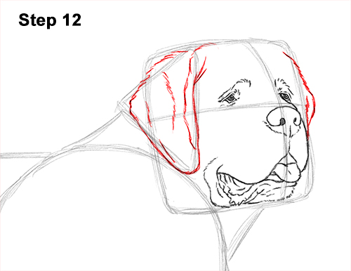 St. Bernard Dog Drawing 12 Draw St. Bernard Dog 12