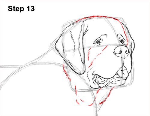 St. Bernard Dog Drawing 13 Draw St. Bernard Dog 13