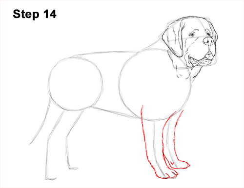 St. Bernard Dog Drawing 14 Draw St. Bernard Dog 14