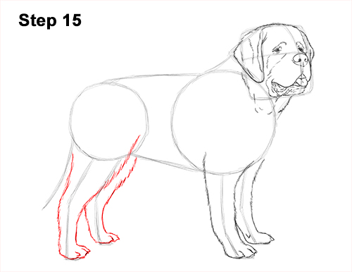 Draw St. Bernard Dog 15