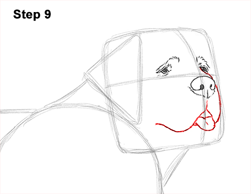 Draw St. Bernard Dog 9