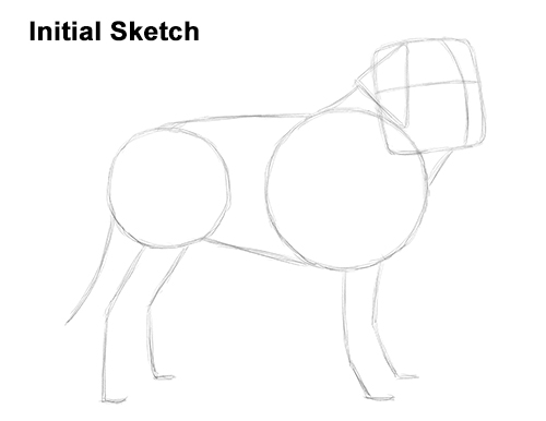 Draw St. Bernard Dog Sketch
