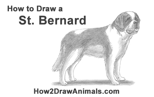 Draw a St. Bernard Dog How to Draw a St. Bernard Dog